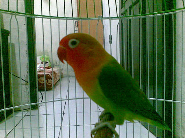 Burung Jengkel Jantan cm 1,1jt murah (kandang + Krodong Batik)