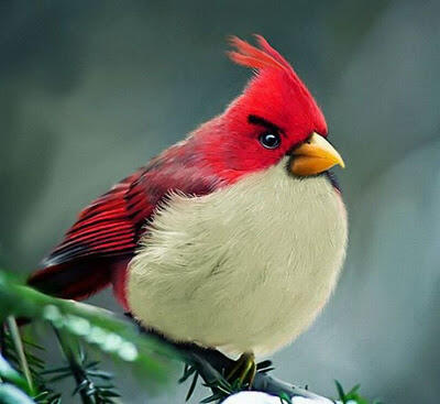 Foto-foto Karakter Angry Birds yang Asli