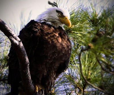 Foto-foto Karakter Angry Birds yang Asli