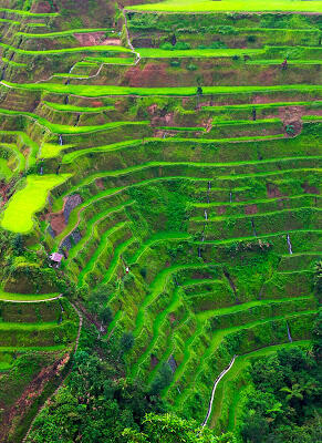 Amazing ! foto2 pemandangan sawah bisa begini!