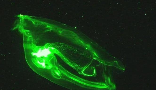 Wow!! Ternyata Alien Berbentuk Ubur-ubur