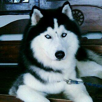 Telah Hilang Anjing Siberian Husky. Ada Imbalan Bagi Yang Menemukan!