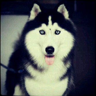 Telah Hilang Anjing Siberian Husky. Ada Imbalan Bagi Yang Menemukan!