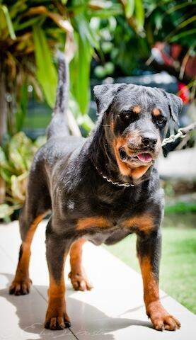 Terjual Jual Anjing Rottweiler Sepasang Murah Kaskus