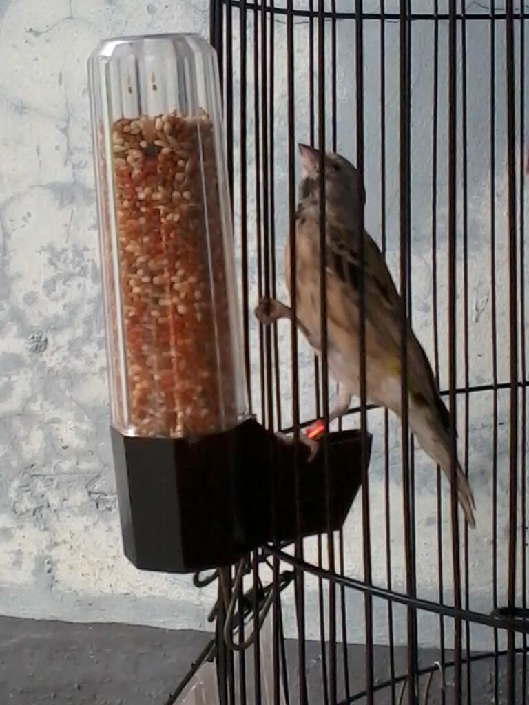 Tempat Makan Minum Burung Praktis Higienis...