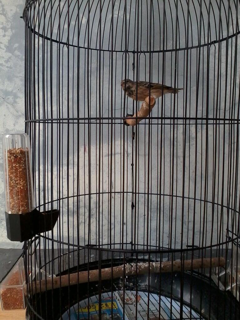 Tempat Makan Minum Burung Praktis Higienis...