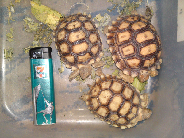 Jual Baby Sulcata Murah!!