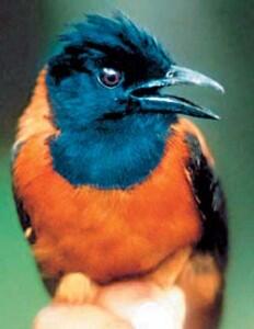 Hooded Pitohui Burung Papua Beracun