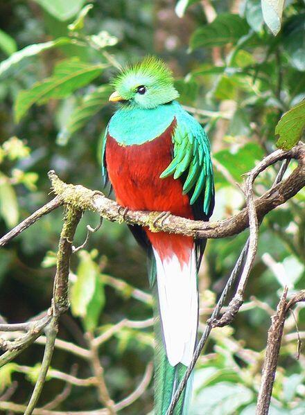 Burung-Burung Unik Indonesia
