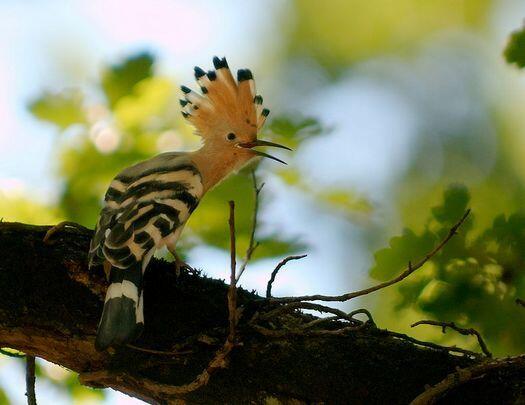 Burung-Burung Unik Indonesia