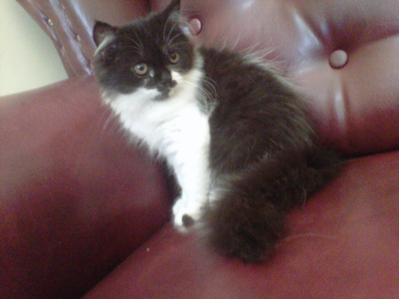kucing kitten persia medium nose