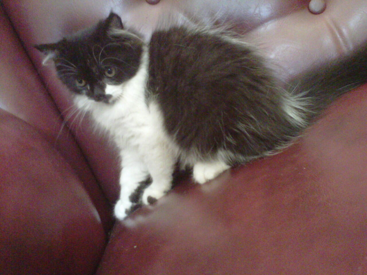 kucing kitten persia medium nose