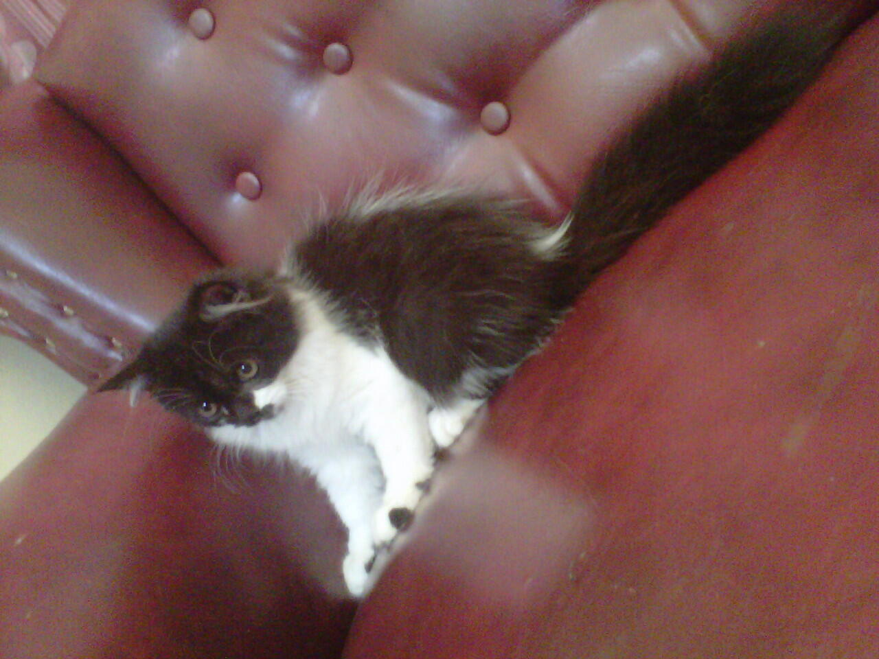 kucing kitten persia medium nose