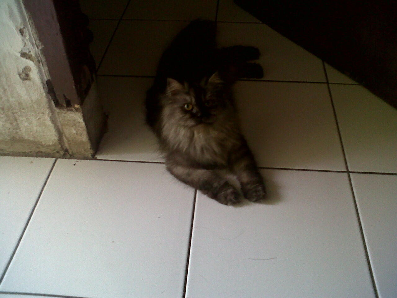 Sepasang Kucing Persia Lokasi Sukabumi Jawa Barat