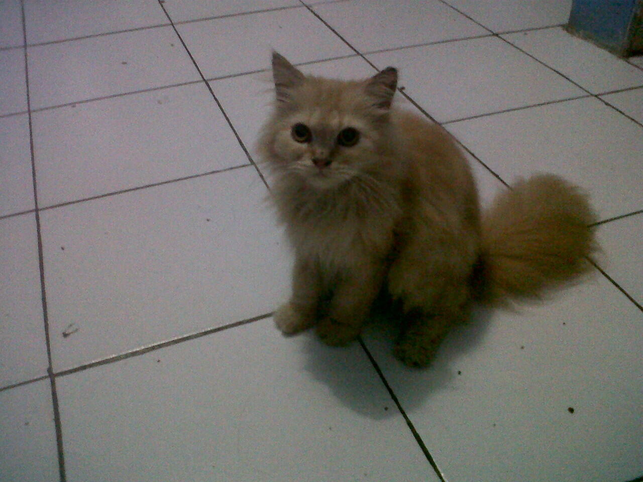 Sepasang Kucing Persia Lokasi Sukabumi Jawa Barat