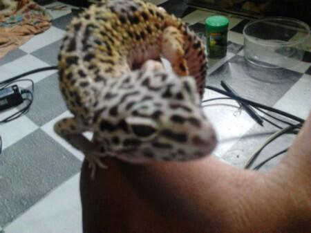 jual reptil murah