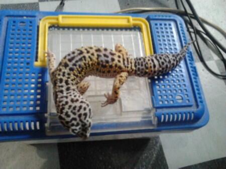jual reptil murah