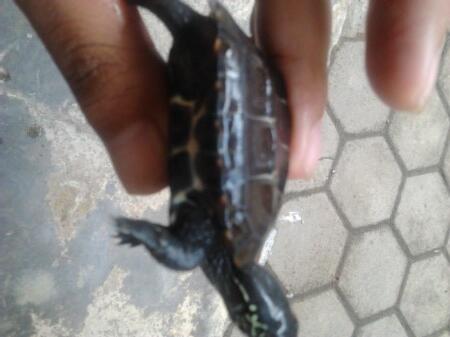 jual reptil murah