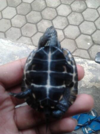 jual reptil murah