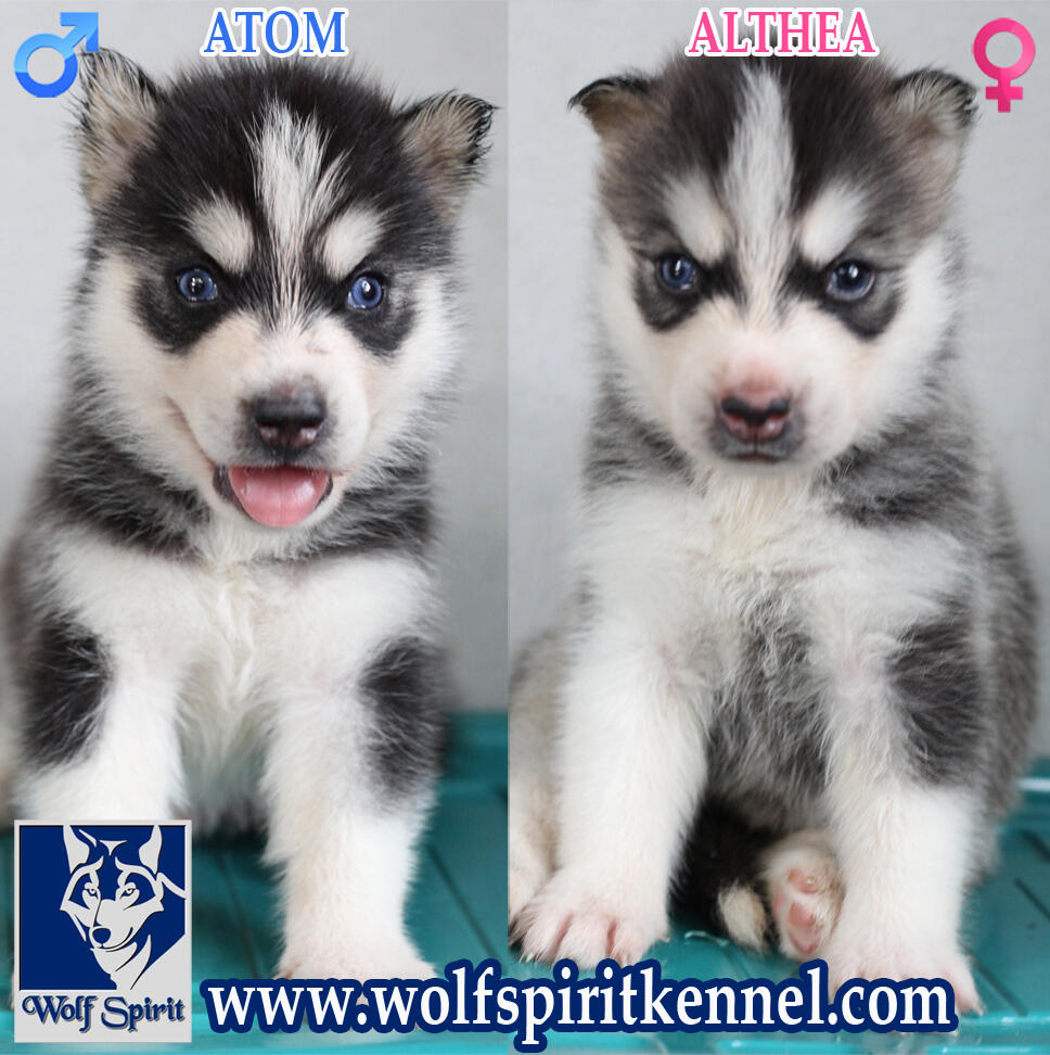 Dijual Siberian Husky Puppy Blood Line Import, Harga Super Murah plus BONUS Menarik!!