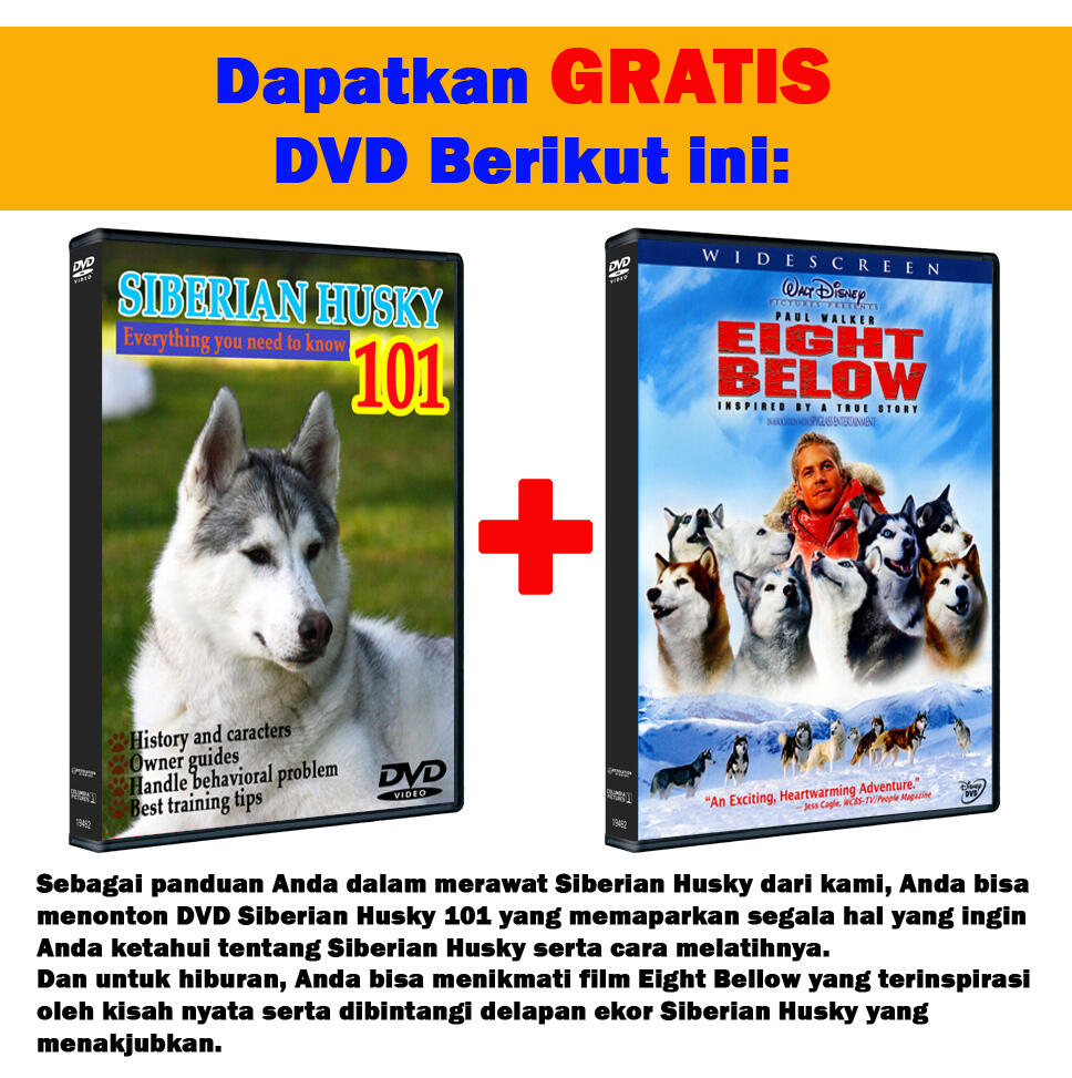 Dijual Siberian Husky Puppy Blood Line Import, Harga Super Murah plus BONUS Menarik!!