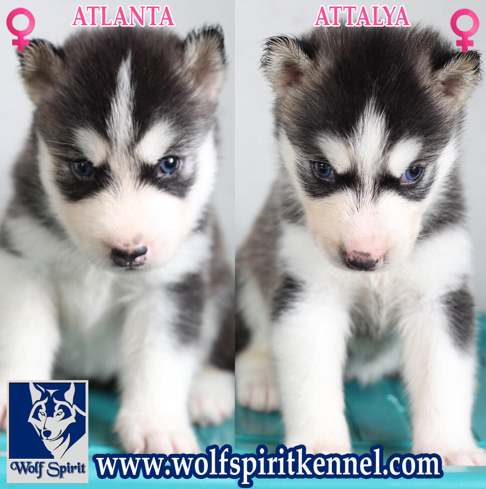 Dijual Siberian Husky Puppy Blood Line Import, Harga Super Murah plus BONUS Menarik!!