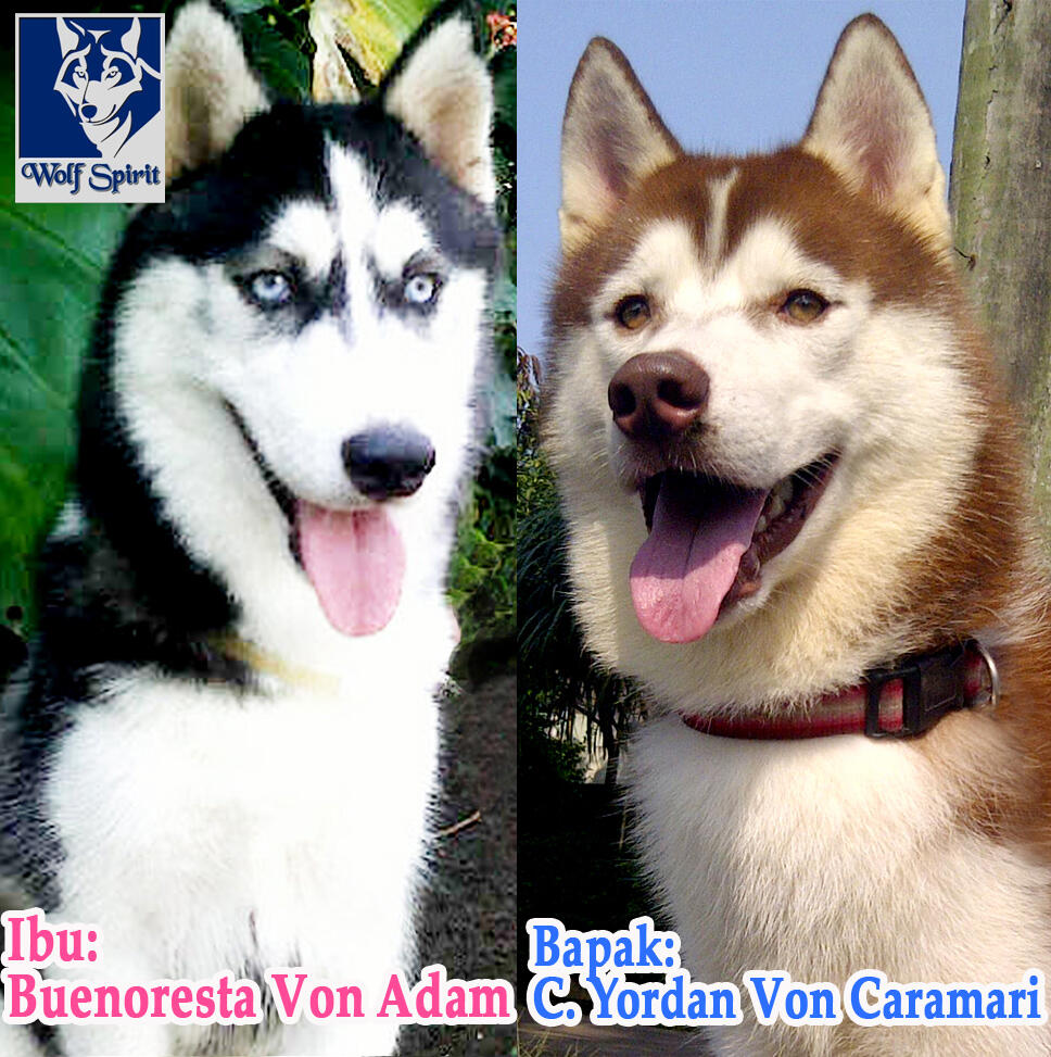 Dijual Siberian Husky Puppy Blood Line Import, Harga Super Murah plus BONUS Menarik!!