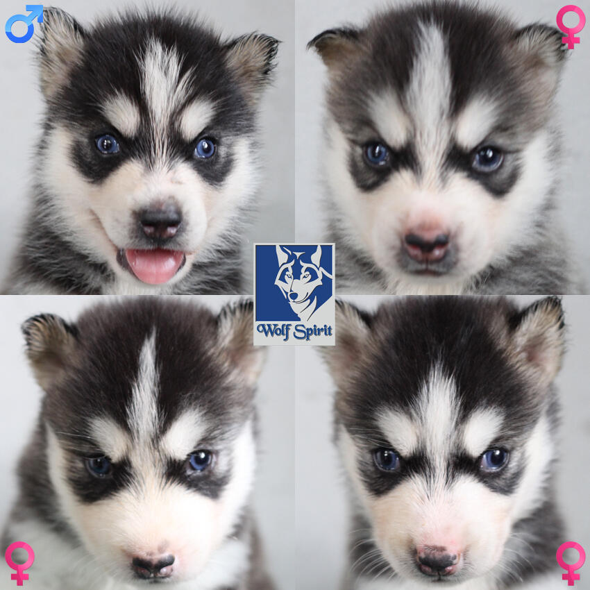 Dijual Siberian Husky Puppy Blood Line Import, Harga Super Murah plus BONUS Menarik!!