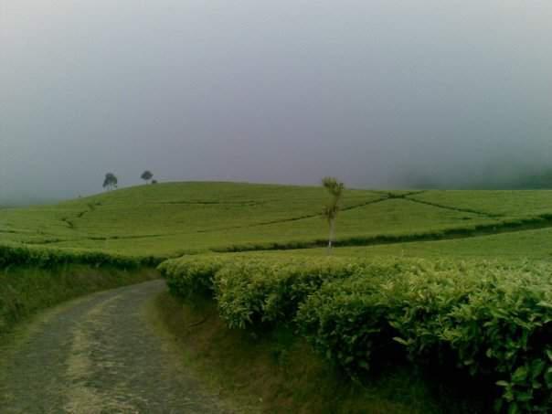 Pesona Alam Kabupaten Pekalongan.Ga kalah dah ama kawasan puncak pas.