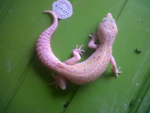JUAL GECKO DREAMSICLE DAN MACKSNOW ECLIPSE MUMERR