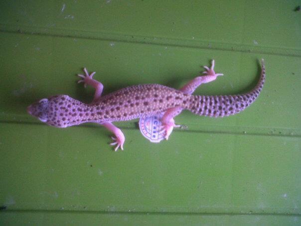 JUAL GECKO DREAMSICLE DAN MACKSNOW ECLIPSE MUMERR