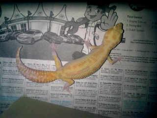 JUAL GECKO DREAMSICLE DAN MACKSNOW ECLIPSE MUMERR