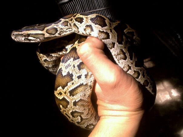 WTS : Molu Dwarf, Dipong Caramel, Retic Yellow Head, Kadal Duri