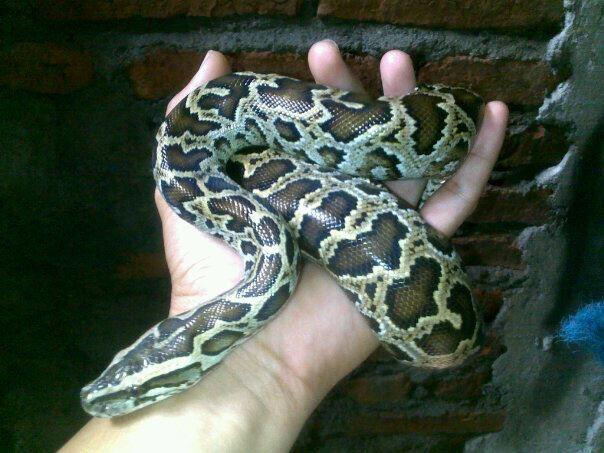 WTS : Molu Dwarf, Dipong Caramel, Retic Yellow Head, Kadal Duri