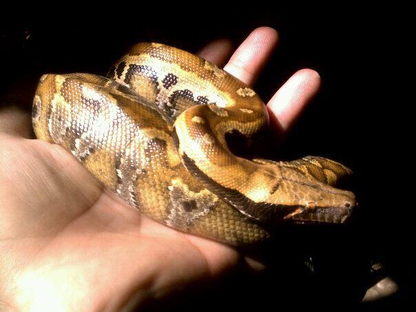 WTS : Molu Dwarf, Dipong Caramel, Retic Yellow Head, Kadal Duri