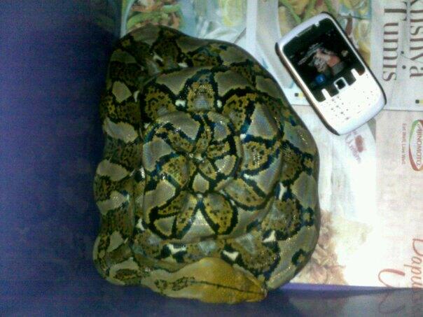 WTS : Molu Dwarf, Dipong Caramel, Retic Yellow Head, Kadal Duri