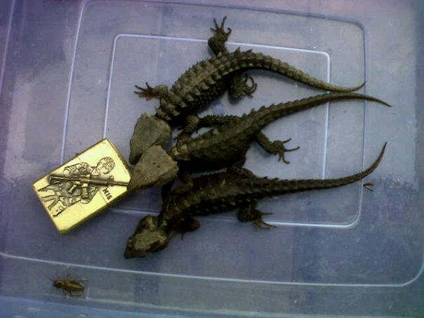 WTS : Molu Dwarf, Dipong Caramel, Retic Yellow Head, Kadal Duri