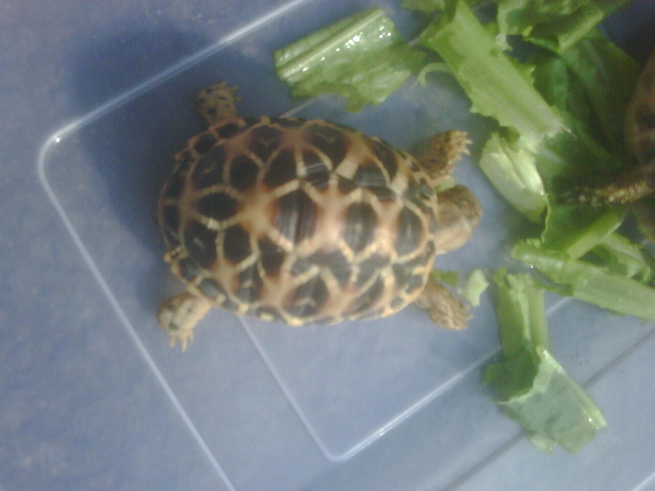 Wts Kura Darat / Tortoies Indian Star 2 ekor