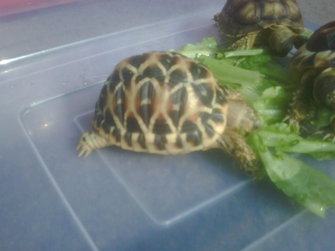 Wts Kura Darat / Tortoies Indian Star 2 ekor