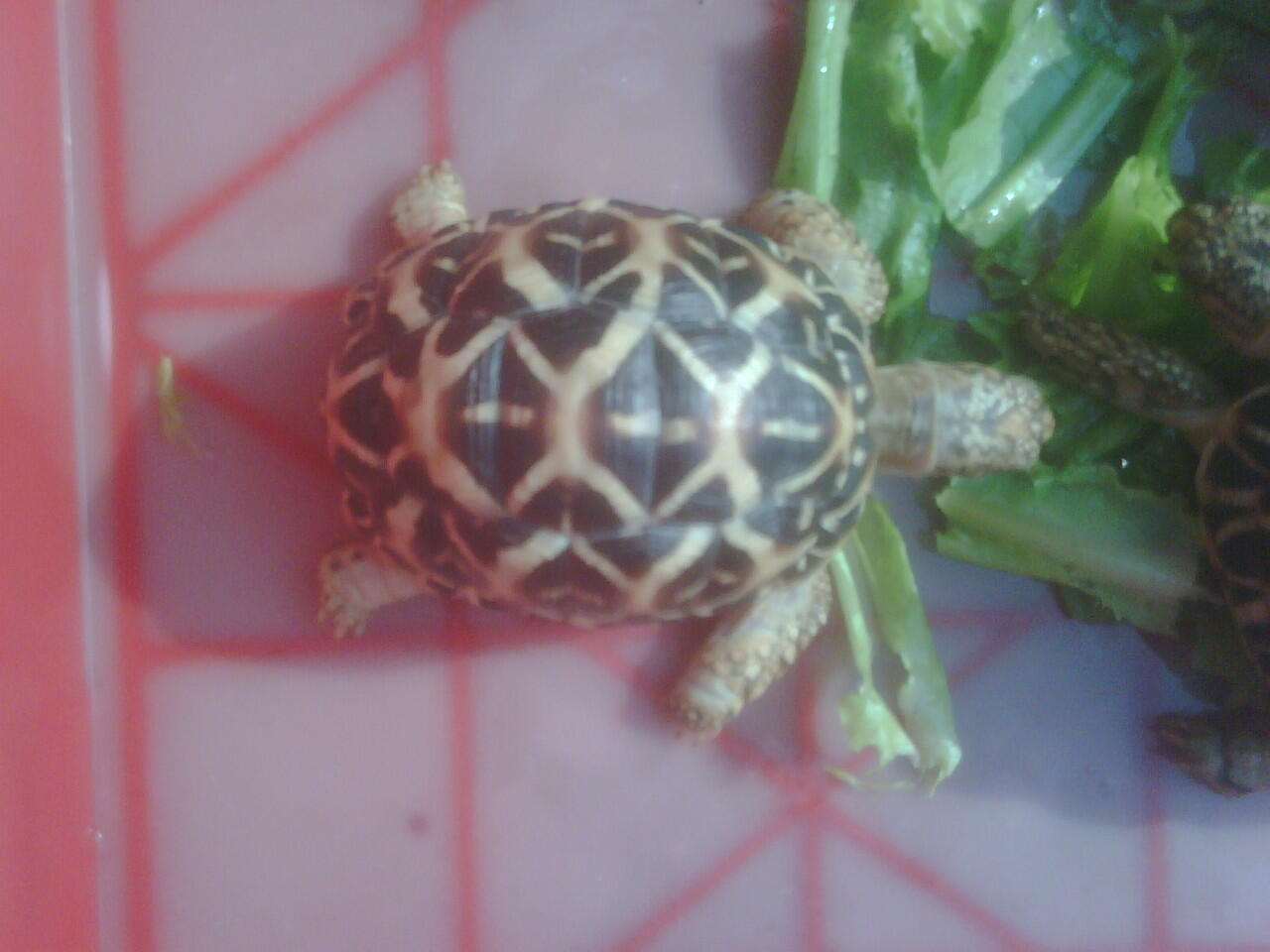 Wts Kura Darat / Tortoies Indian Star 2 ekor