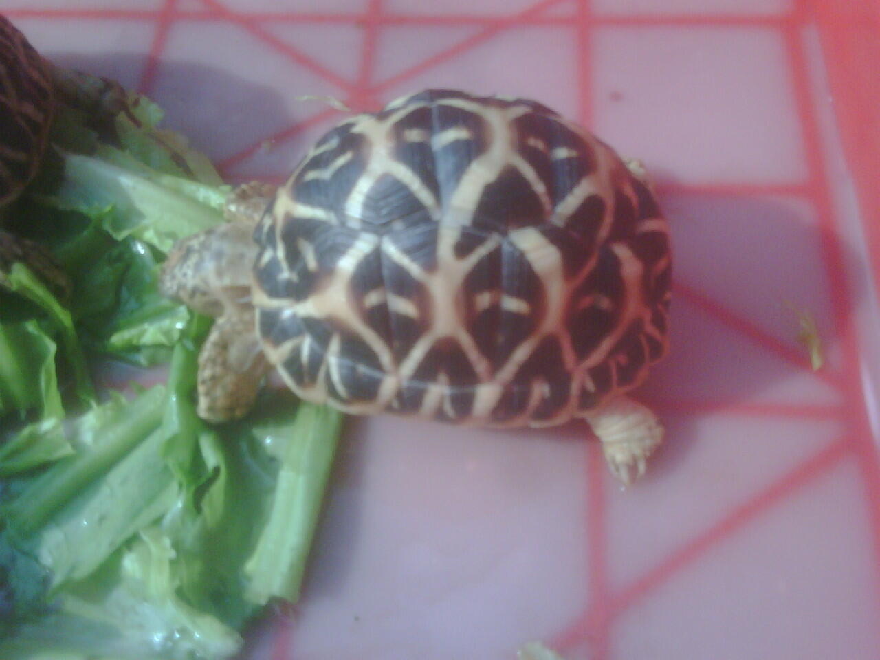 Wts Kura Darat / Tortoies Indian Star 2 ekor