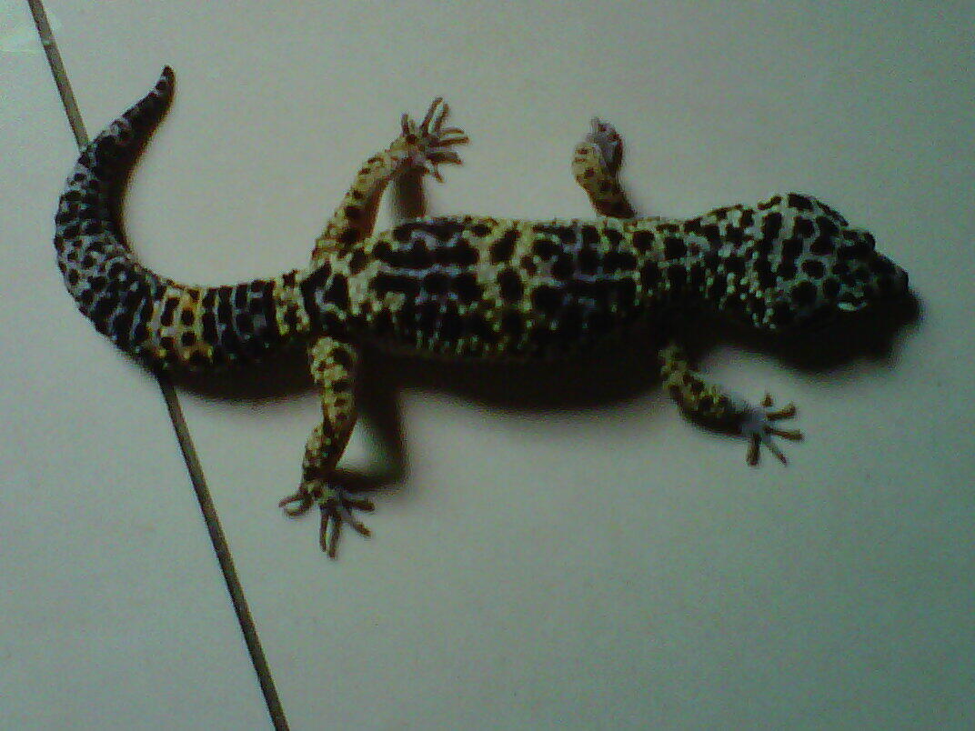gecko dan retic nusakambang