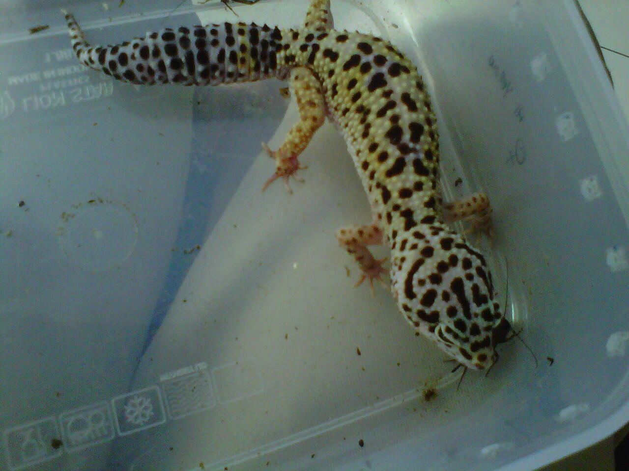 gecko dan retic nusakambang