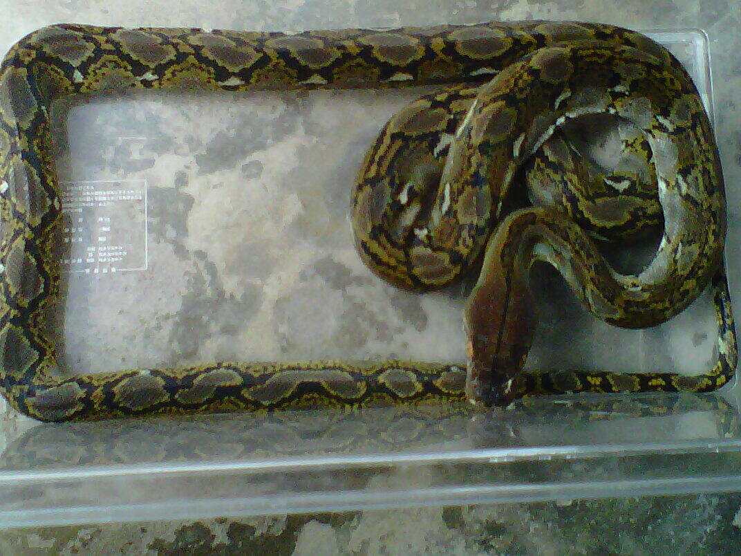 gecko dan retic nusakambang
