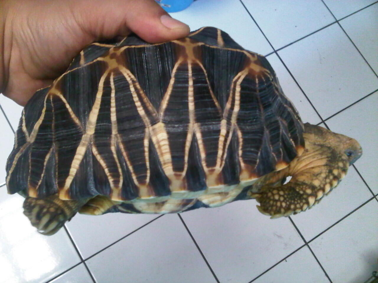 Jual Radiata & Burmese Star (PENSIUN)