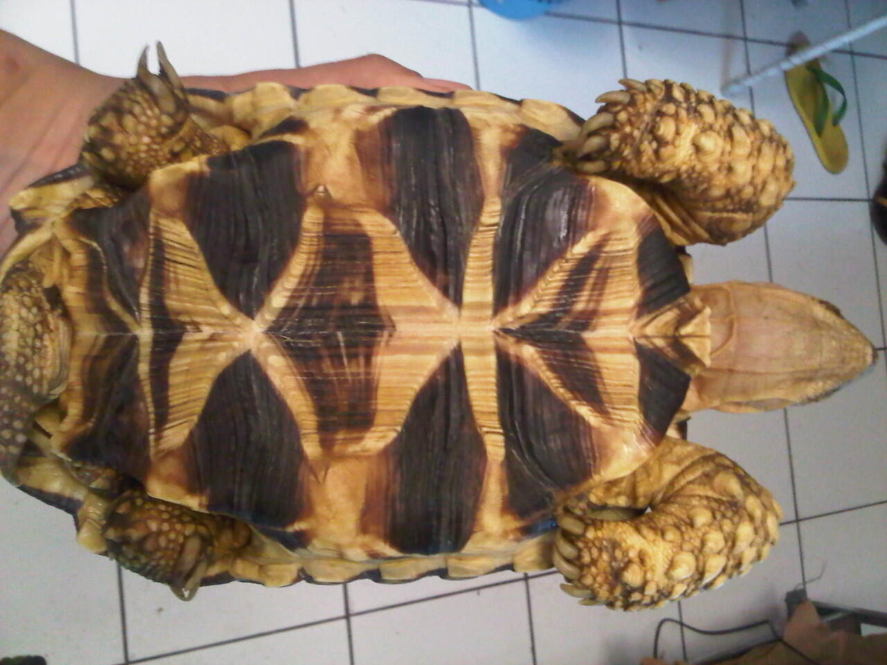 Jual Radiata & Burmese Star (PENSIUN)