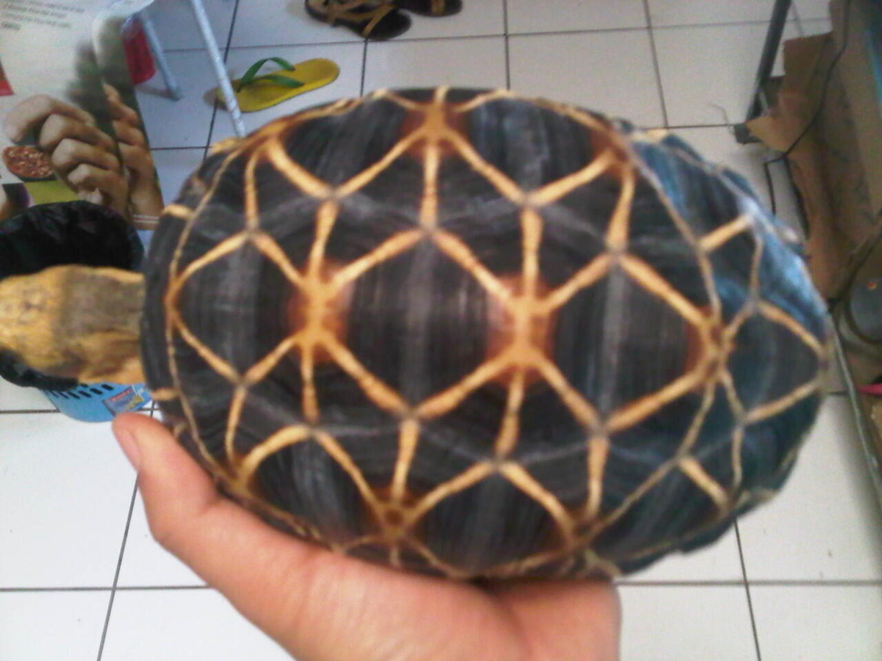 Jual Radiata & Burmese Star (PENSIUN)