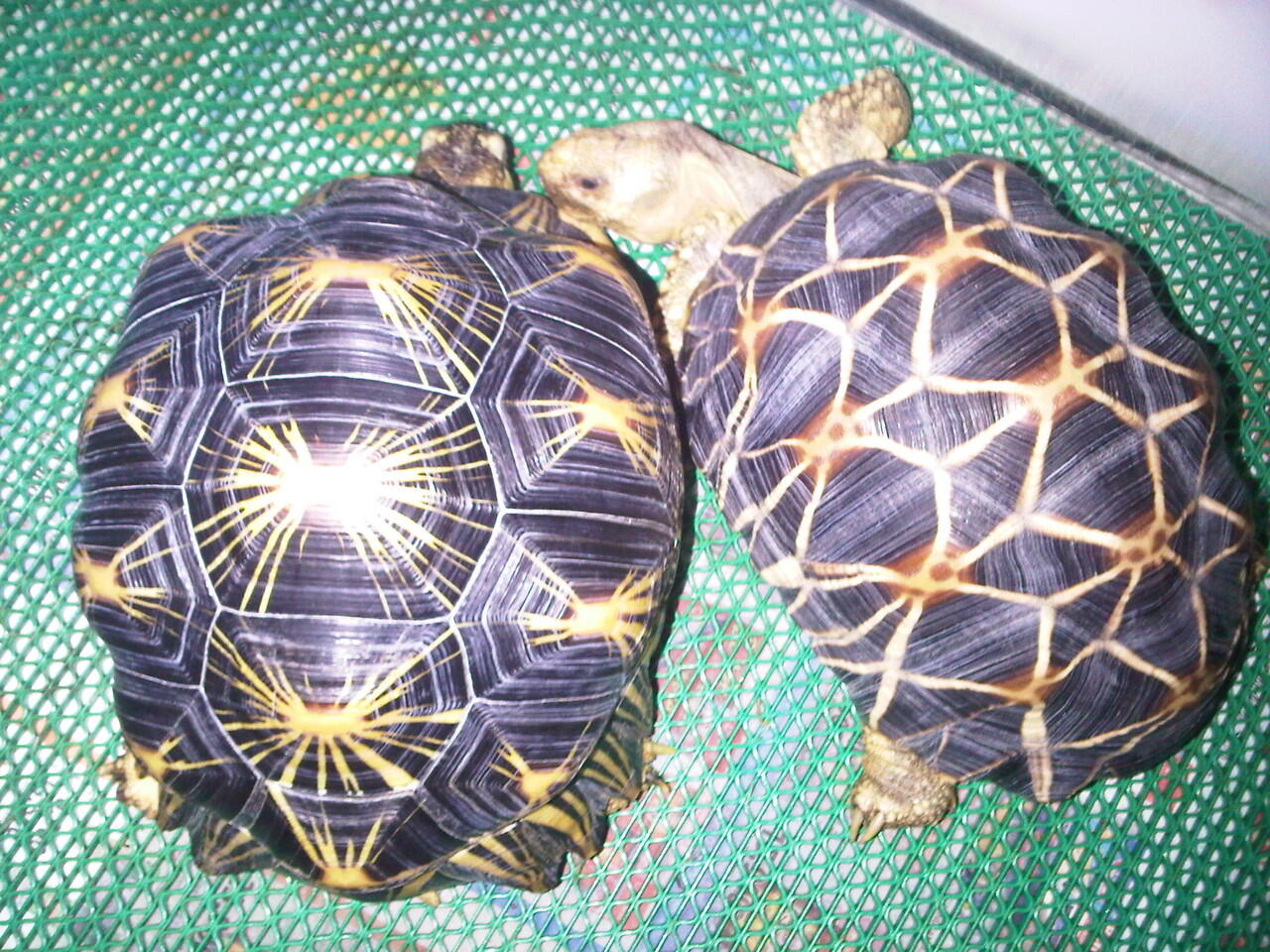 Jual Radiata & Burmese Star (PENSIUN)