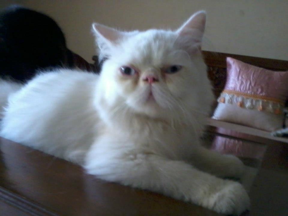 kucing Pignose Cakeep