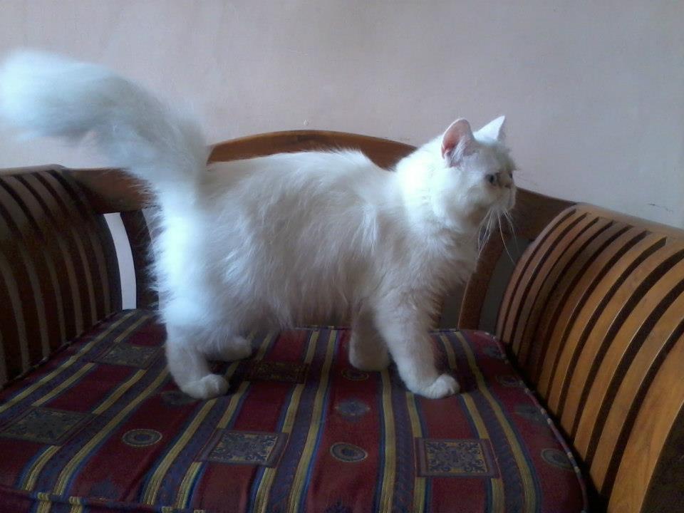 kucing Pignose Cakeep